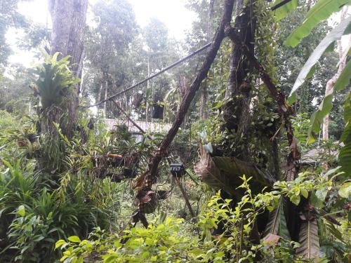 Koh Kood Little Hut Koh Kood Little Hut