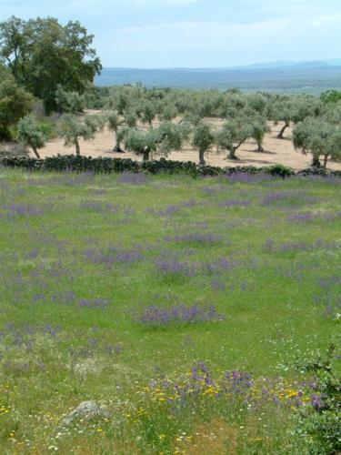 Casa Granero in Montánchez