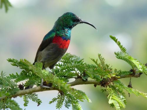 Fish Eagle Lodge – Knysna, MO