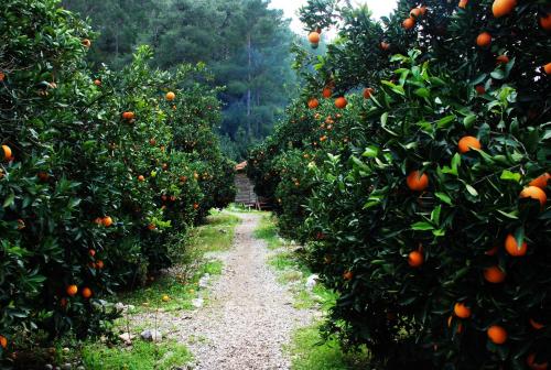  Olympos Deep Green Bungalows in Olympos