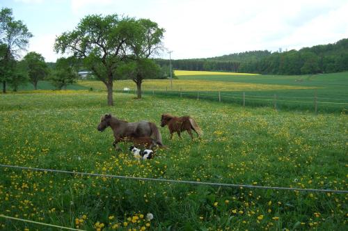 Landhotel Oßwald - image 2