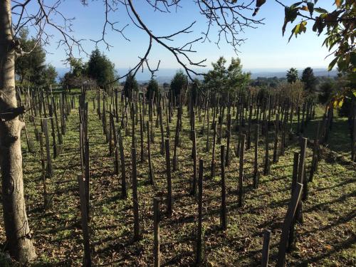 Alberto Mt Etna B&B & Holiday rentals - Tap to explore photos