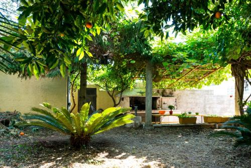 Oasis of peace 4