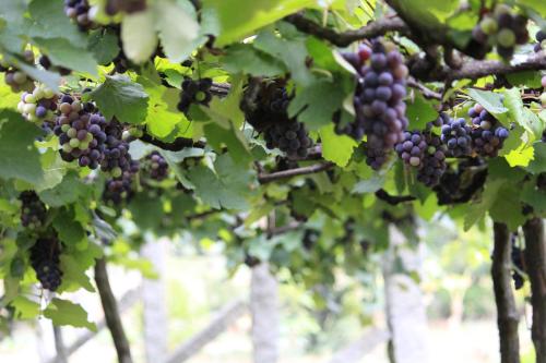 Malgudi Farms – Hoskote, MN