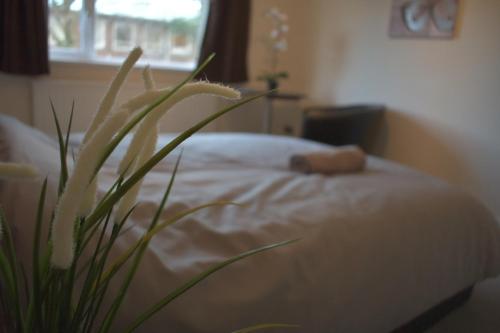 Home and a Stay