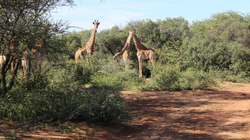 Thabaledi Game Lodge