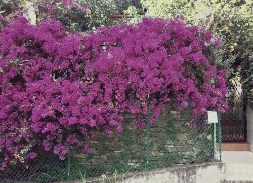 Casa indipendente nel verde gîte à louer Rapallo