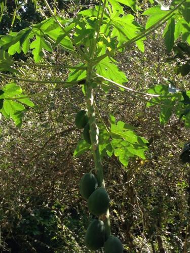 Entre Bosques Tayrona