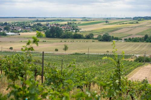 Weingut Martinshof 5
