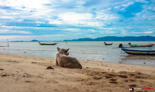 Exterior view, The Pier in Ko Pha-ngan