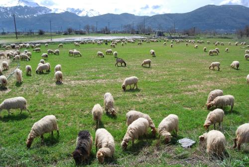 Milatos Village Cretan Agrotourism Hotel - image 11