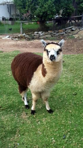 Breede River Holiday Farm Malgas photo