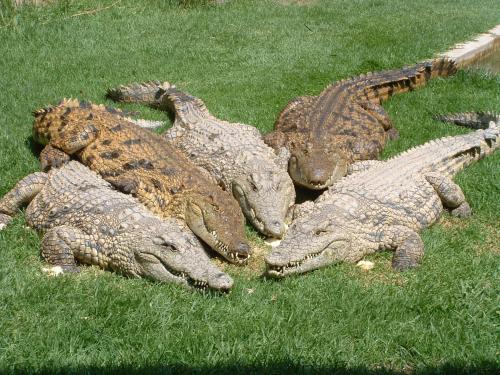 Crocodile Lodge cc, Мидранд