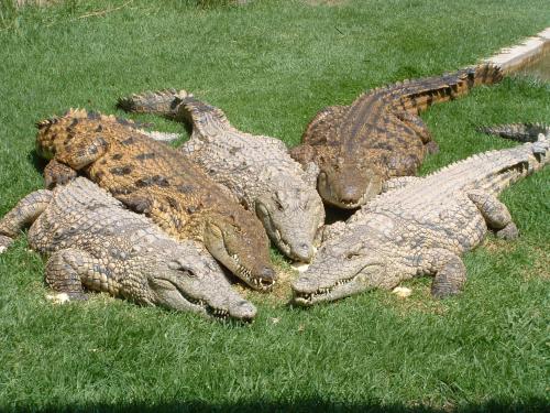 Crocodile Lodge cc Johannesburg