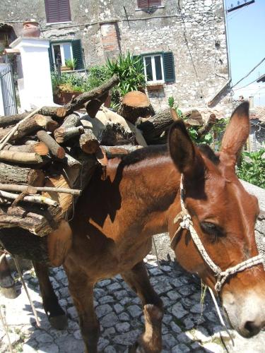 B&B Dell' Artista - Velletri