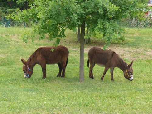 Hotel del Rio Srl - RISTORANTE e Azienda agricola