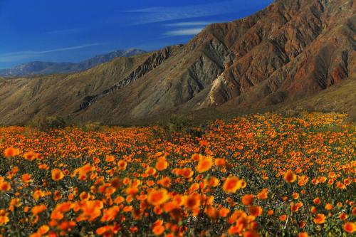 De Anza Golf Course Cottage Home in Borrego Springs (CA) - reviews, prices  | Planet of Hotels