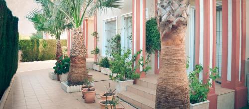 Garden, Villa Campoamor in Torrevieja