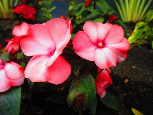 hotel jardin 38 in pasto colombia 70