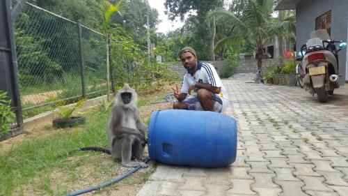 Priyanna Guest, Forest view