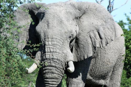 Instalaciones, Island Safari Lodge in Maun