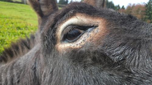 Funny-Farm - image 5