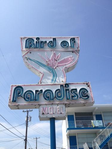 Bird of Paradise Motel - image 3