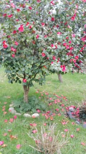 B&B El Jardin de Aes