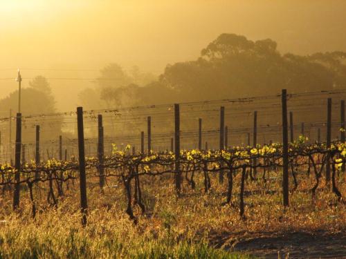 Topiary Wine Estate & Cottages