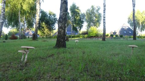 Навколишнє середовище, TuDobrze Noclegi w piramidach in Lubieszyn