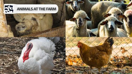 Eco Farm Milanovic - image 7