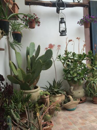  Il Nespolo in Modolo