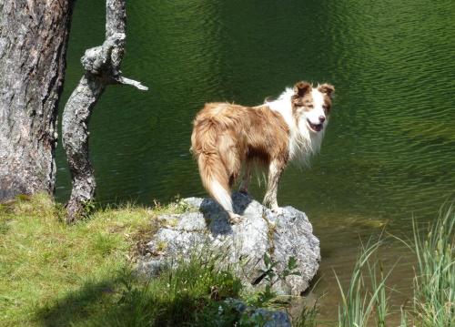 Pension Edelweiss - image 6
