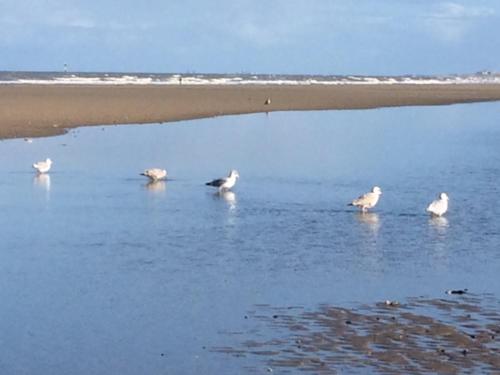 Maribo aan zee in Knokke-Heist