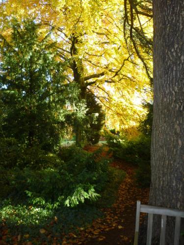 au vieux cèdre