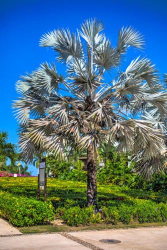 Estelar Playa Manzanillo - All inclusive