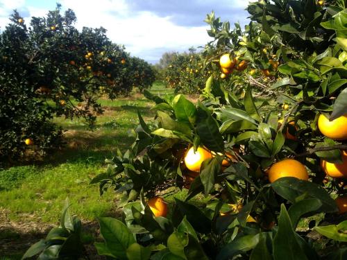 Su Canonigu Agriresort - Rooms & Glamping 5