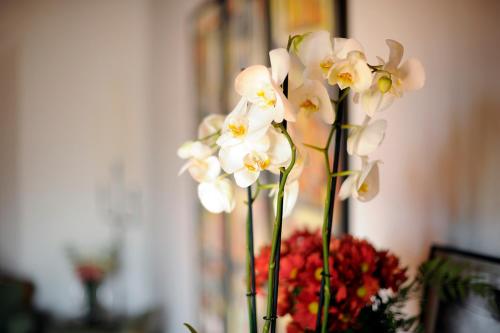 Mirador del Jazmín Mirador del Jazmín