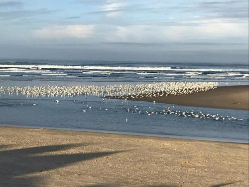 Webb's Scenic Surf