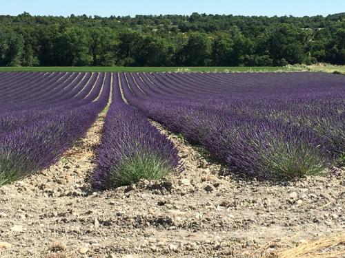 La table de Magali - image 9
