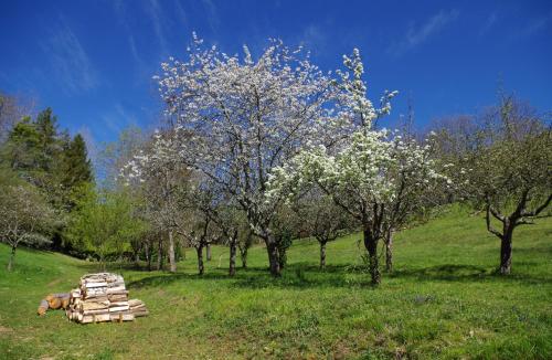 Dārzs, Gites du Hameau Baylesse in Saint-Jean-d'Aigues-Vives
