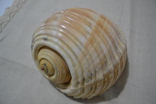 Kela's SEASHELL Art Decor Studio - image 14