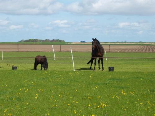 de Twee Paardjes