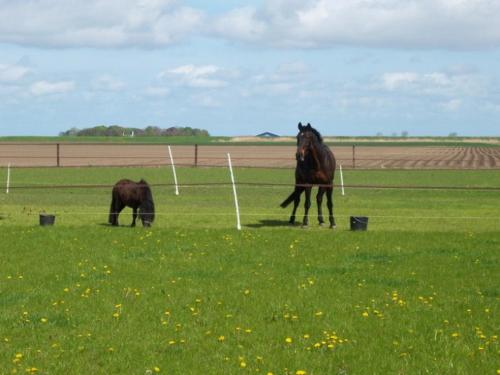 Apkārtne, de Twee Paardjes in Eemsmond
