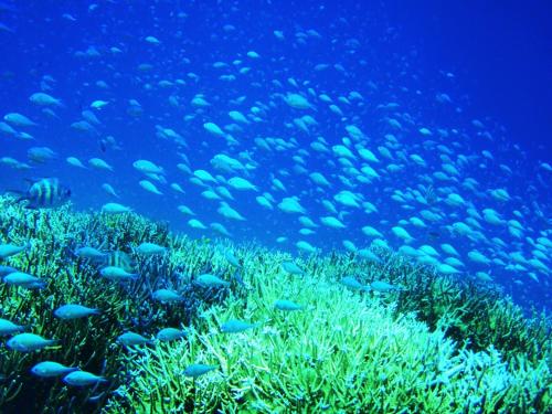 Seven Colors Ishigakijima