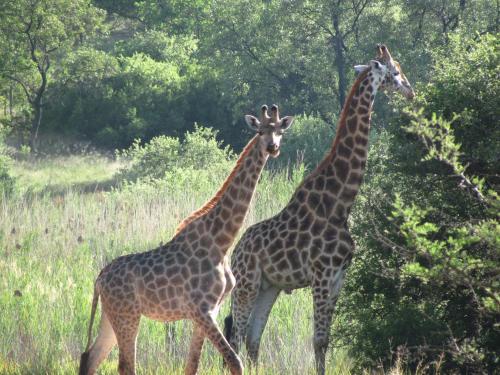 La Barune Game Lodge