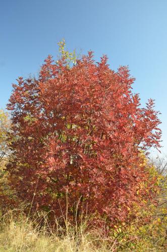 Pensiunea Casa Runcu Buzau