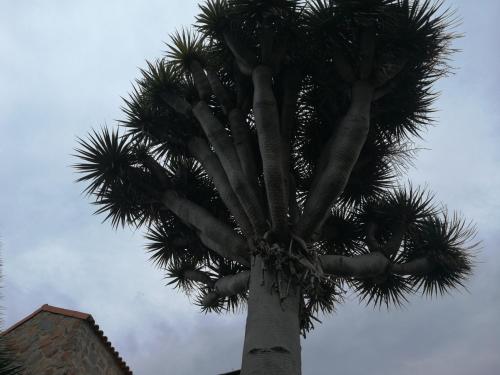  Casa El Drago, Pension in Las Palmas de Gran Canaria