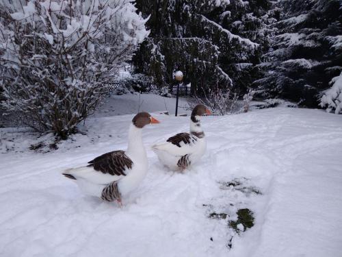 Wohnen im Hühnerhaus (Wohnen im Huhnerhaus) in 巴德 哈爾茨堡
