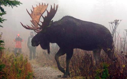 Le Ti Moose - Les Chalets Spa Canada